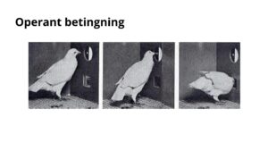 Operant betingning